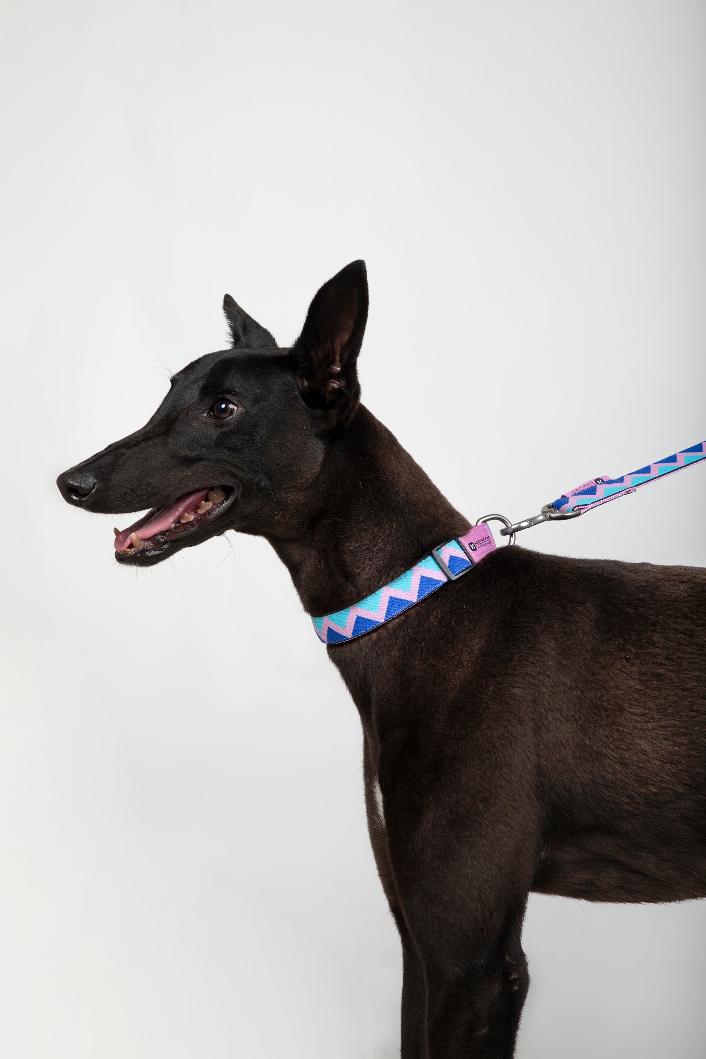 Rainbow Series - Collar