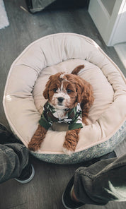 Aloha Paws Vest